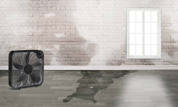 Best Water damage restoration specialists  in Kemp, TX